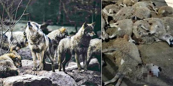 Kurt Bastı Ağılı !