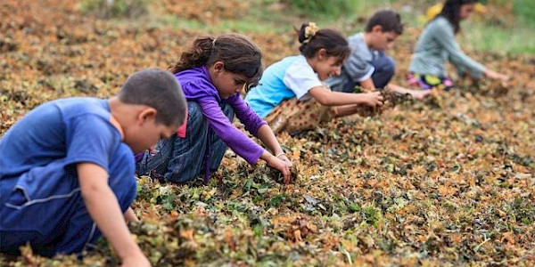 Çocuk İşçilerin sayısı, 20 yılda ilk kez artış göstererek 160 milyona yükseldi
