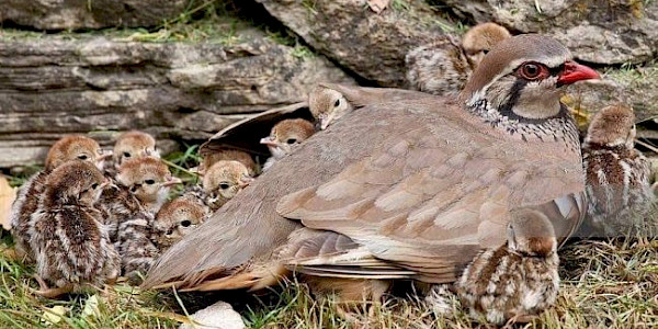 Yalanlar ve Gerçekler