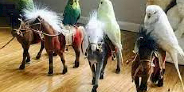 Dam Üstünde Saksağan Vur Beline Kazmayı!