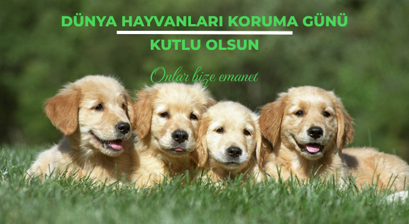 4 Ekim Dünya Hayvanları Koruma Günü